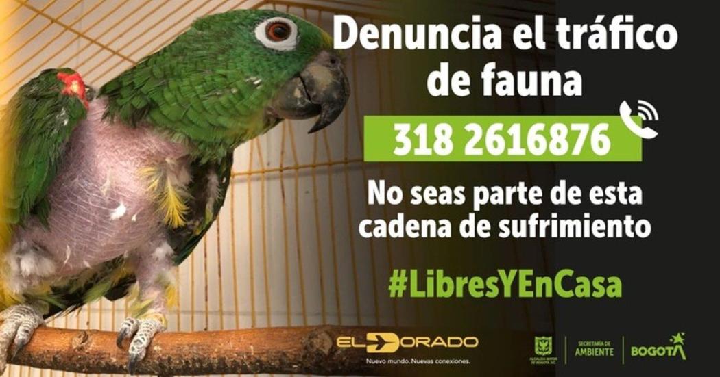 ¿Cómo denunciar el tráfico de fauna silvestre en estas vacaciones?