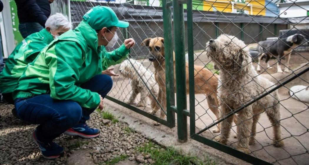 Gracias a la línea 123 fue rescatado canino en mal estado en Bogotá