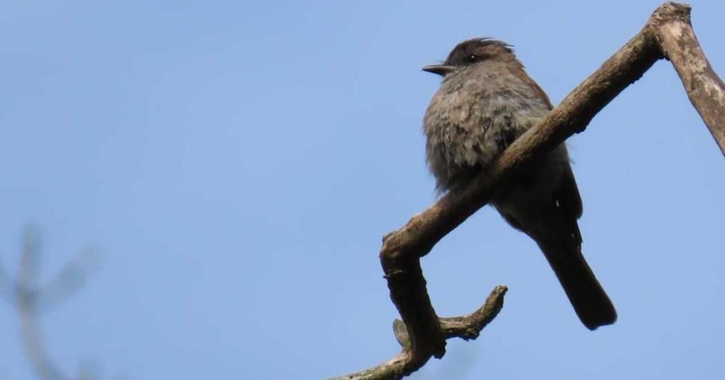 Ave atrapamoscas coronidorado, ave migratoria del humedal Córdoba