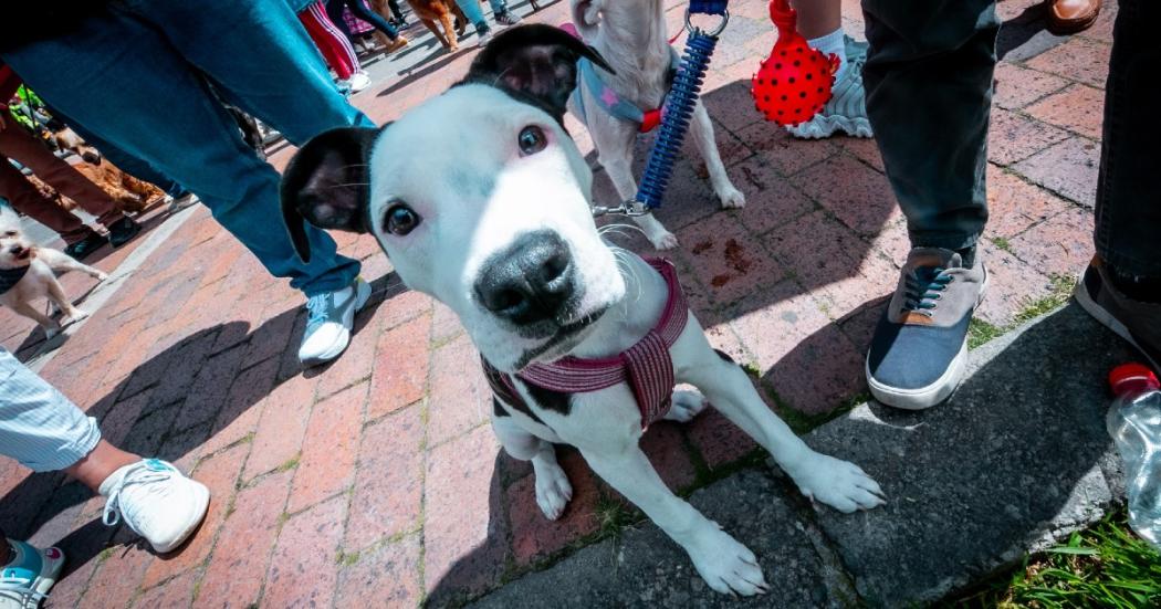 Se puede ingresar con mascotas a la posesión presidencial de agosto 7