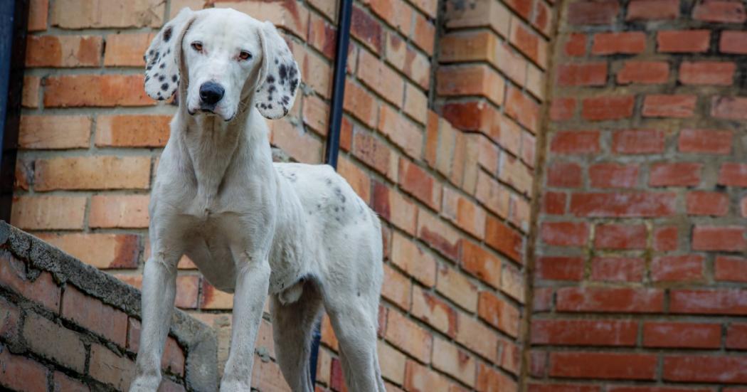 ¿Cuántos perros deambulantes hay en la ciudad de Bogotá? (video) 