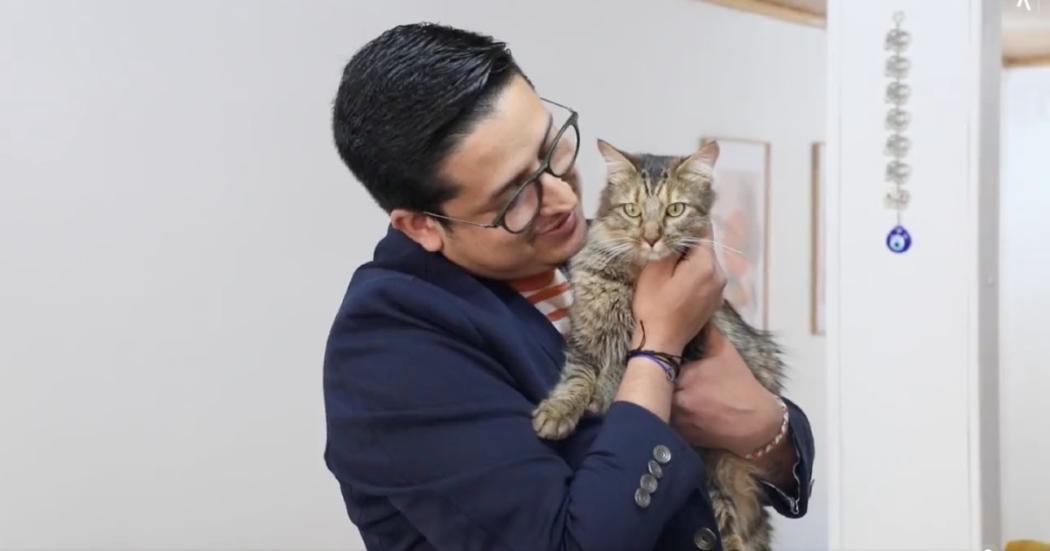 Amor y Amistad: Jornada de adopciones de gatos este fin de semana