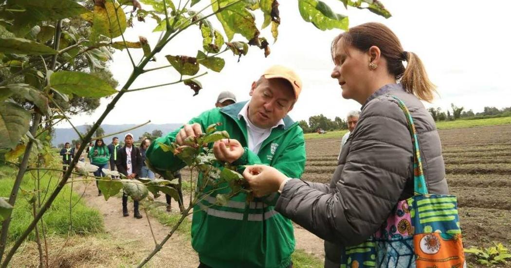 Bogotá planta más de 1700 árboles en la reserva Van der Hammen 