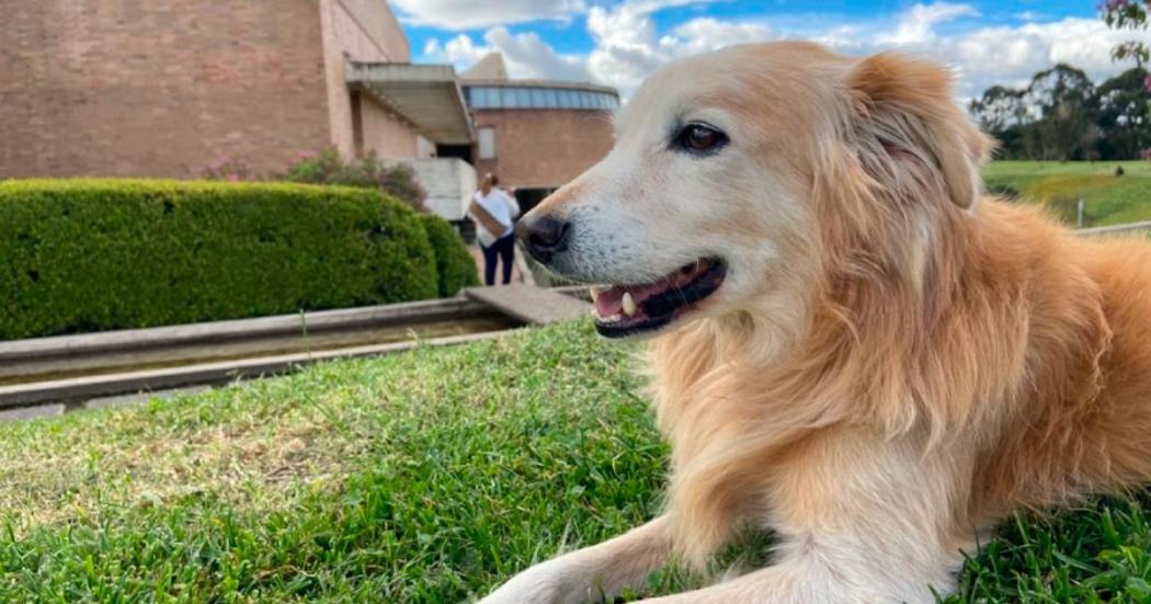 Bebidas y mascotas podrán ingresar en bibliotecas públicas de BibloRed