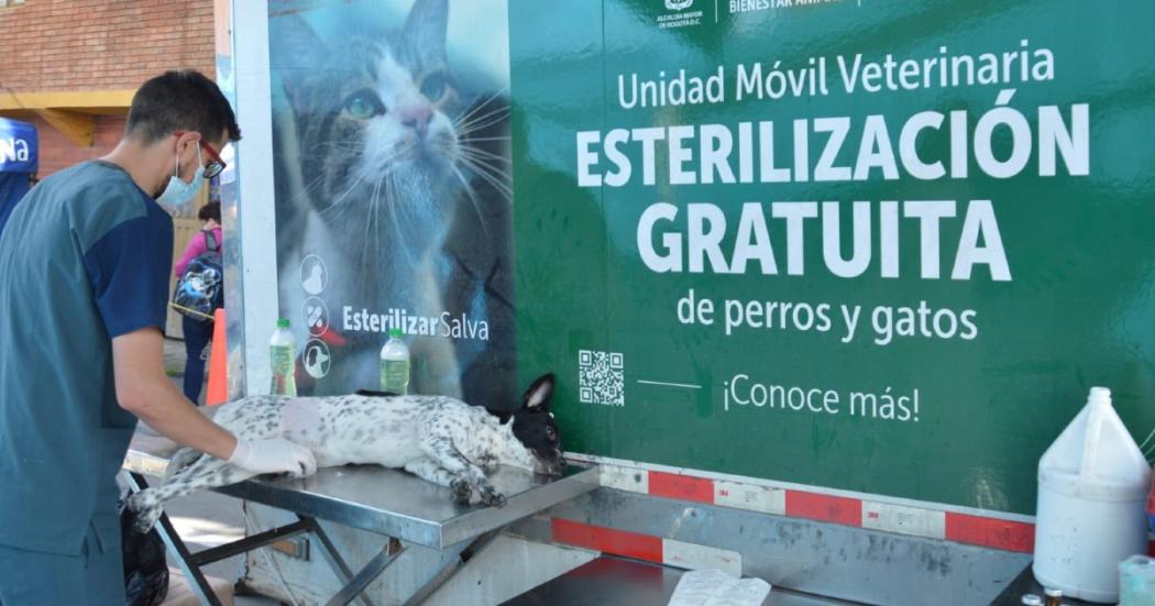 ¿Dónde hay esterilizaciones gratuitas de perros y gatos en octubre?