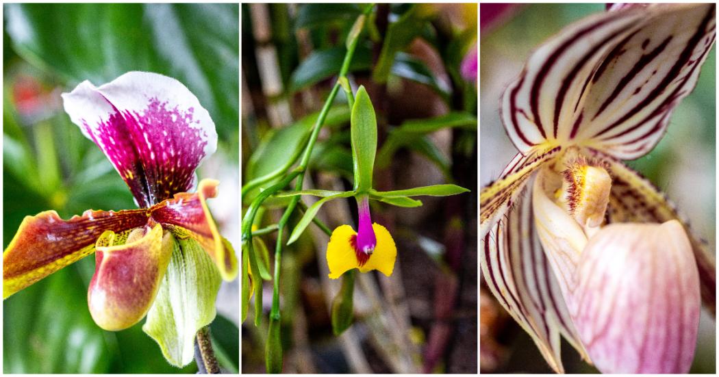 25 de septiembre último día de exposición de orquídeas Jardín Botánico