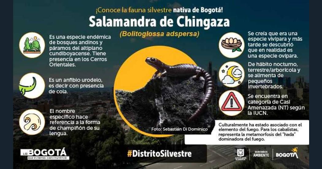 Secretaría de Ambiente invita a cuidar especie salamandra de Chingaza