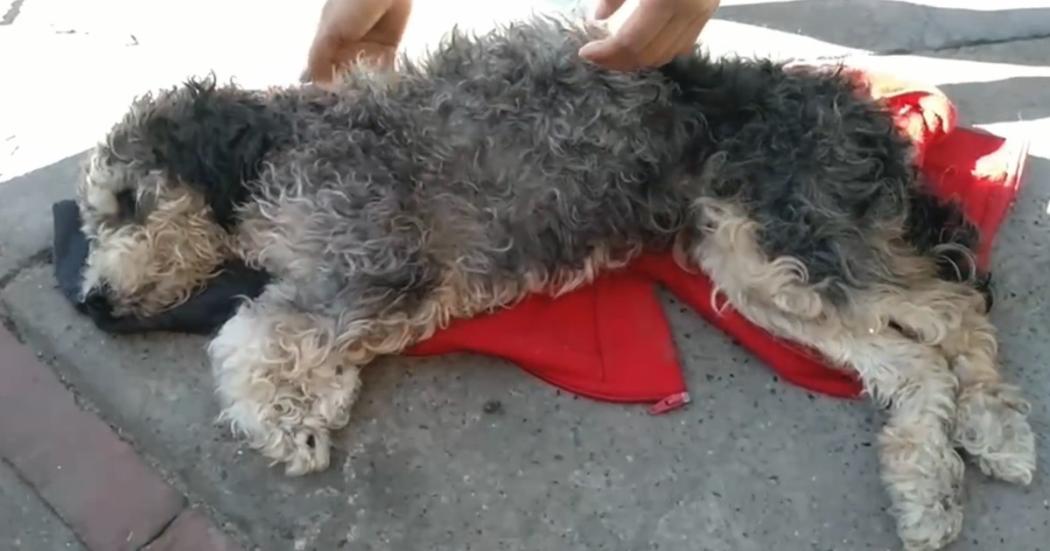 Judicializan a mujer que abandonó a su animal de compañía enfermo en Kennedy