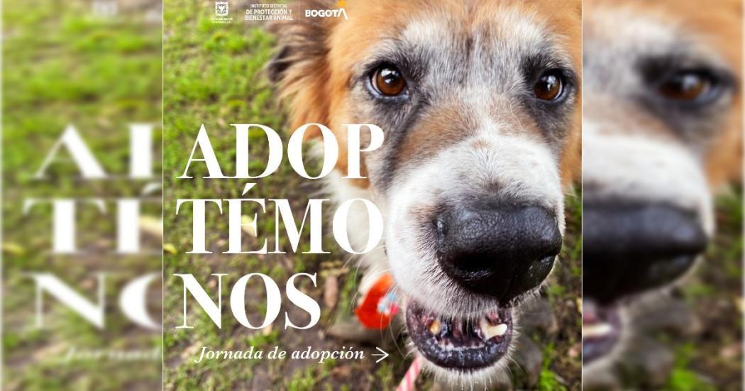 Adopta un perro o gato este domingo 16 de octubre en Bogotá 🐶 🐱