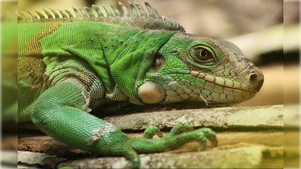 Consecuencias del tráfico y tenencia ilegal en los animales silvestres