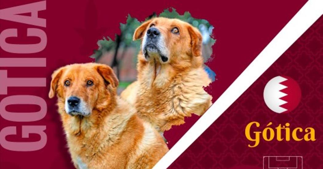 Participa en el mundial IDPYBA y adopta a los animales jugadores