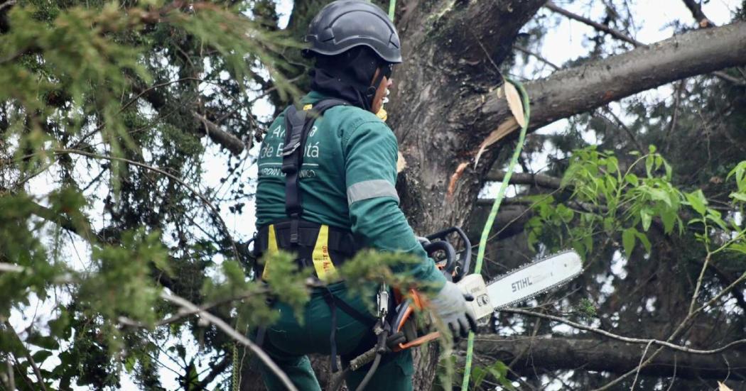 Distrito atiende emergencia e interviene 124 árboles en La Calera