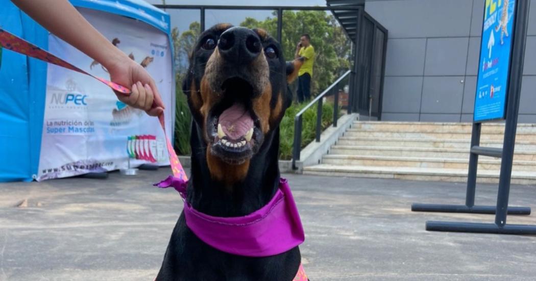 Jornada de adopción en Corferias