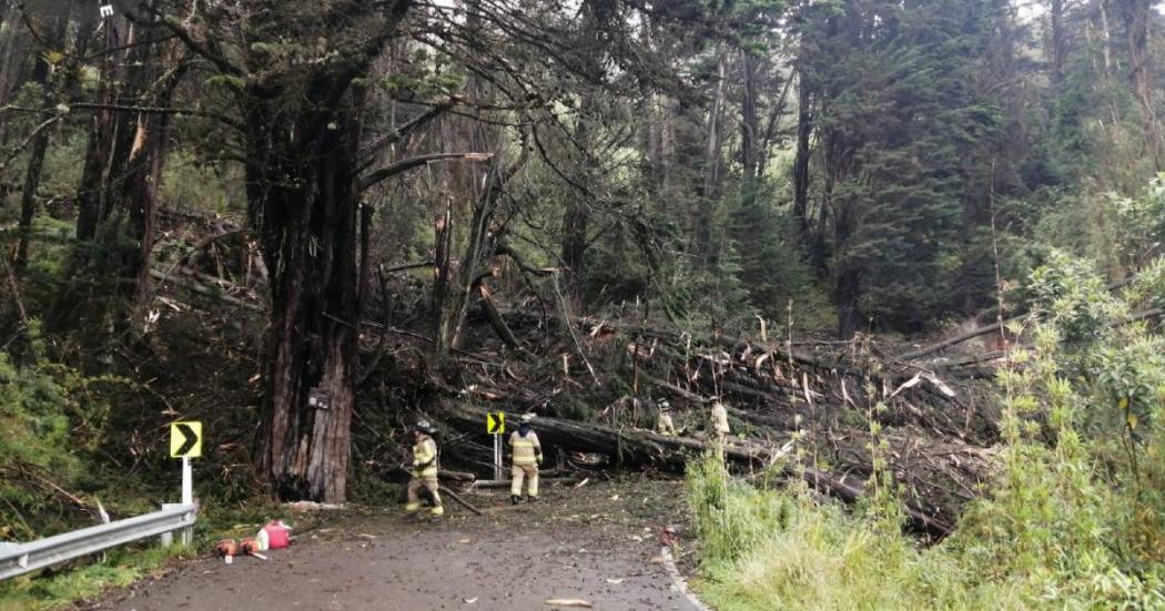 Camino Guadalupe Aguanoso estará cerrado por caída de árboles 