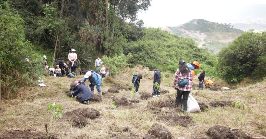 Distrito sembró 106 nuevos árboles en el Parque Ecológico Entrenubes