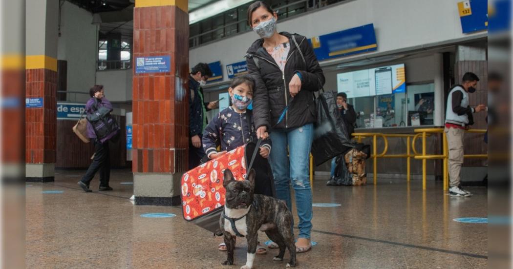 ¿Cómo viajar con una mascota en las fiestas de fin de año? Toma nota