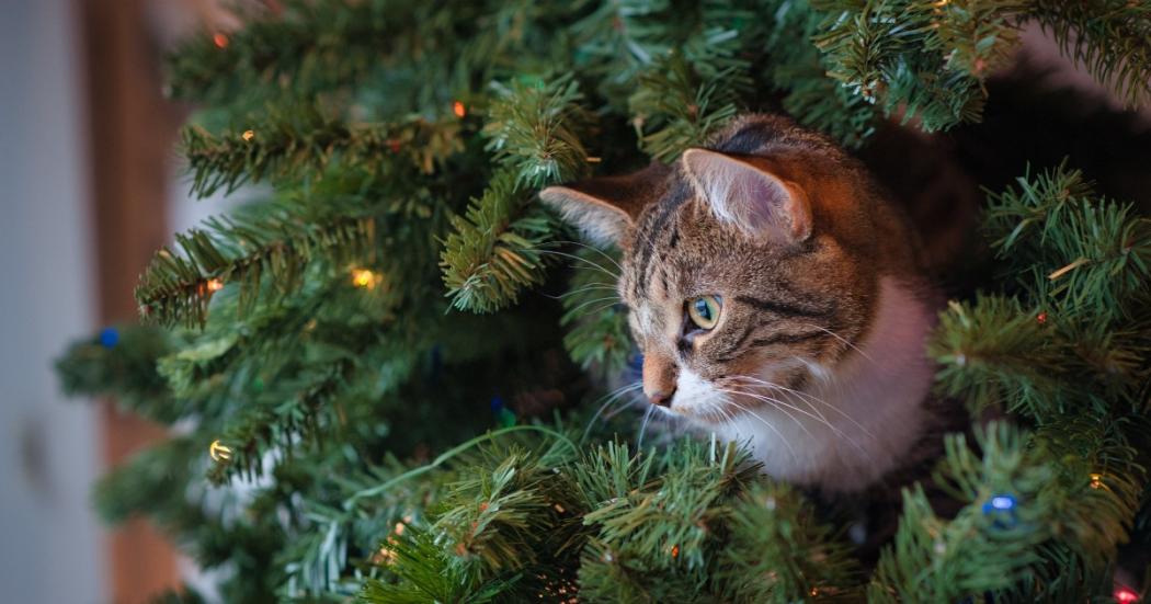 Recomendaciones para que los gatos se alejen del árbol de Navidad