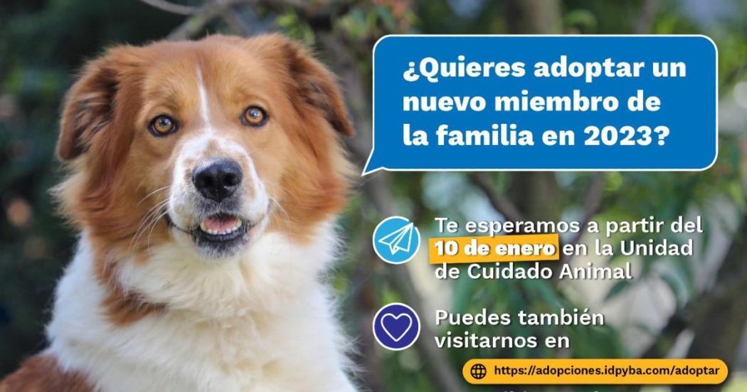 ¿Dónde se pueden adoptar perros y gatos aquí en Bogotá? Te contamos