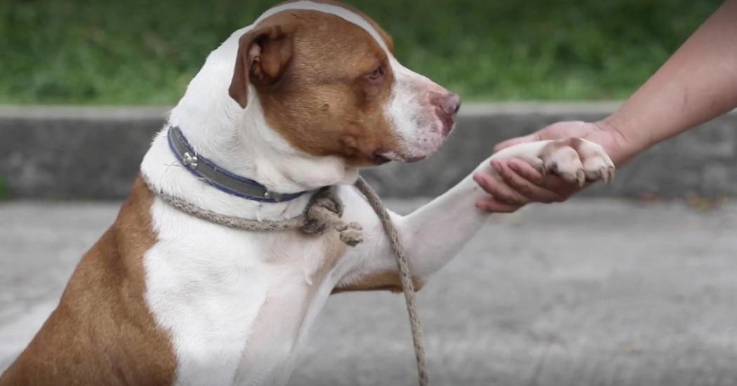 29 de enero: Jornada de adopciones en el centro comercial El Ensueño