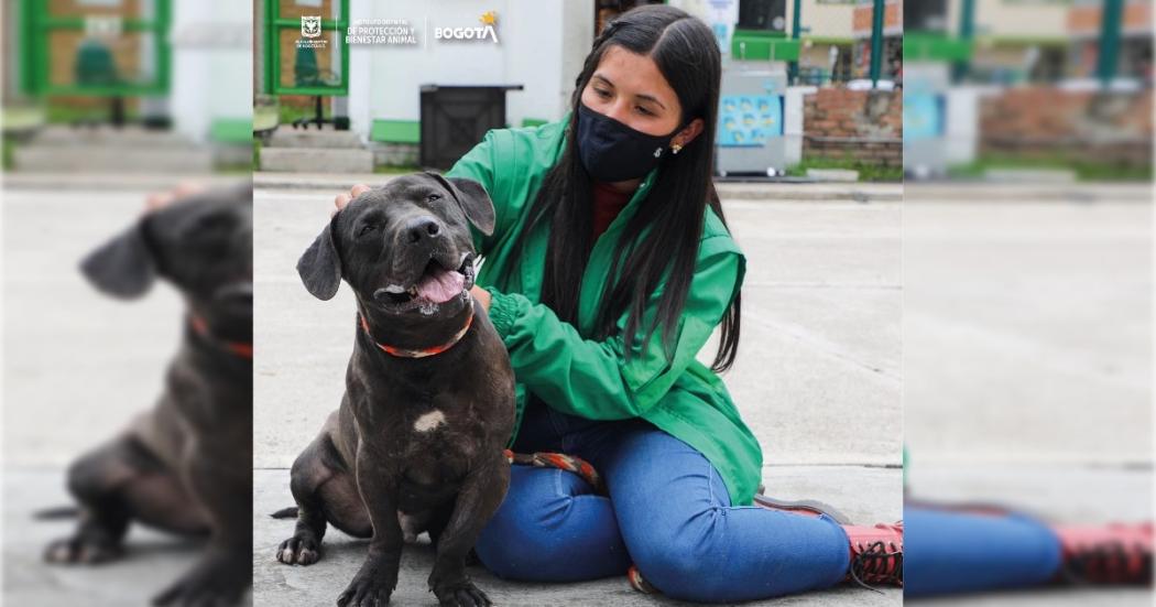 Instituto de Protección Animal busca pasantes para el 20203 en Bogotá