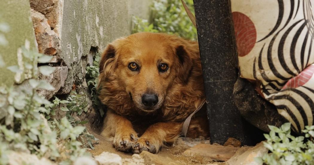 Distrito monitoreó 48 animales afectados por pólvora en Bogotá en 2022