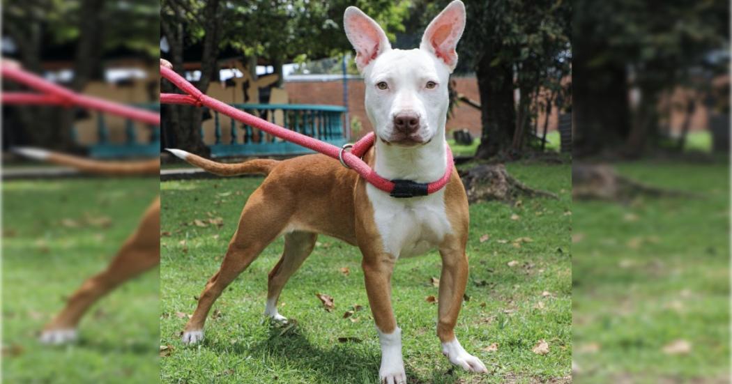 Cuidador que maltrató a perrita de 7 meses fue a parar a la cárcel en Bogotá 