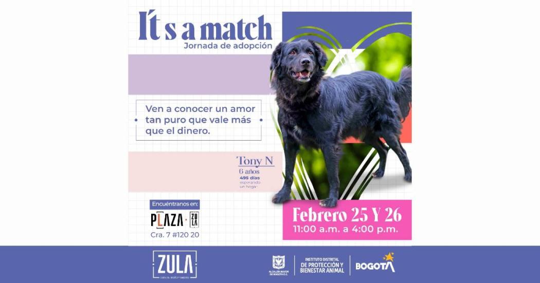 Jornada de adopción de animales en Bogotá este 25 y 26 de febrero