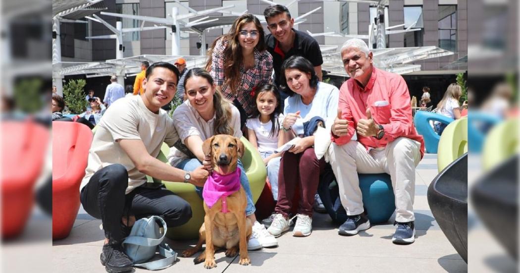 Van cerca de 100 adopciones y hogares de paso en lo corrido del 2023