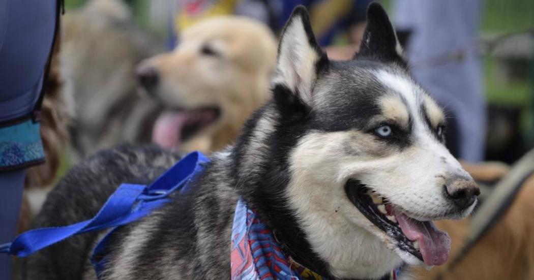 Cómo agendar turnos de esterilización de animales en febrero en Bogotá