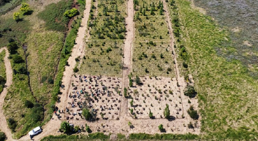 Bosque de la Cultura