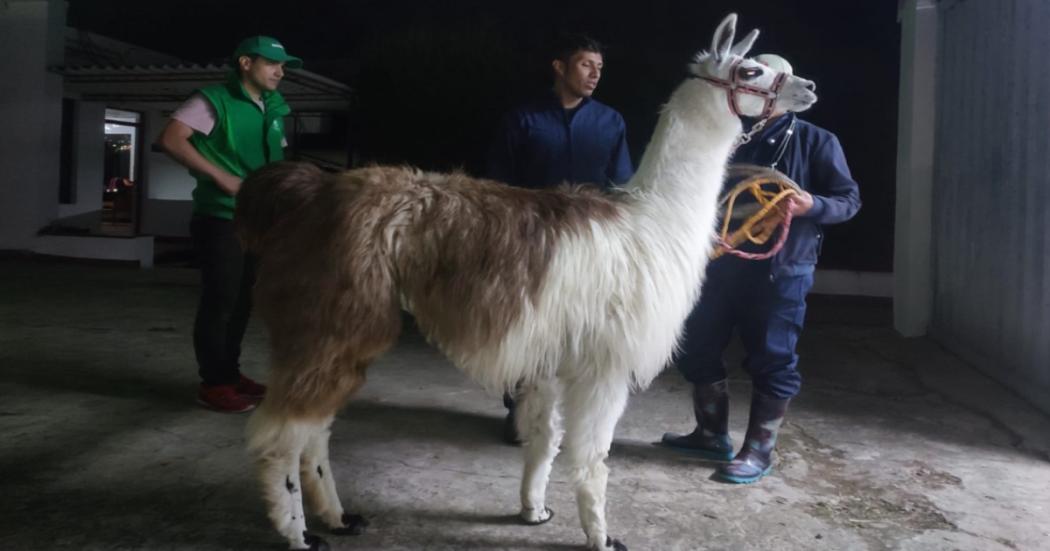 Este es el estado de las tres llamas rescatadas en Plaza de Bolívar 