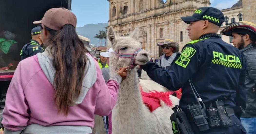 Autoridades rescataron en Bogotá a 3 llamas en mal estado de salud 🦙