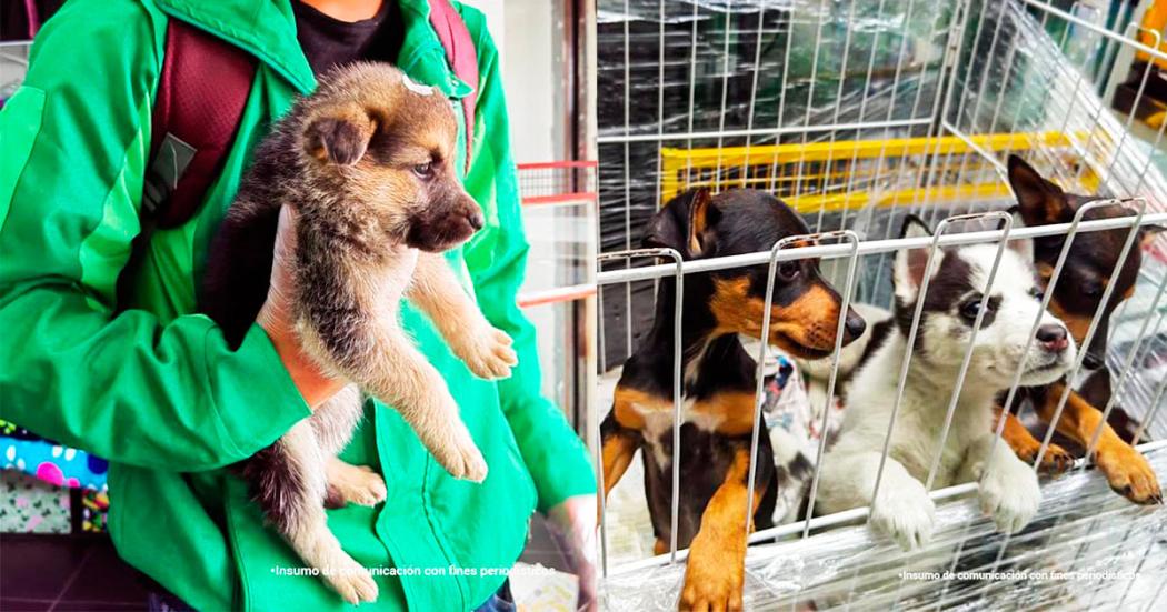 Condena ejemplar por maltrato animal.