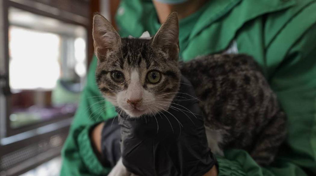 100 animales fueron valorados por el IDPYBA en localidad de Chapinero 