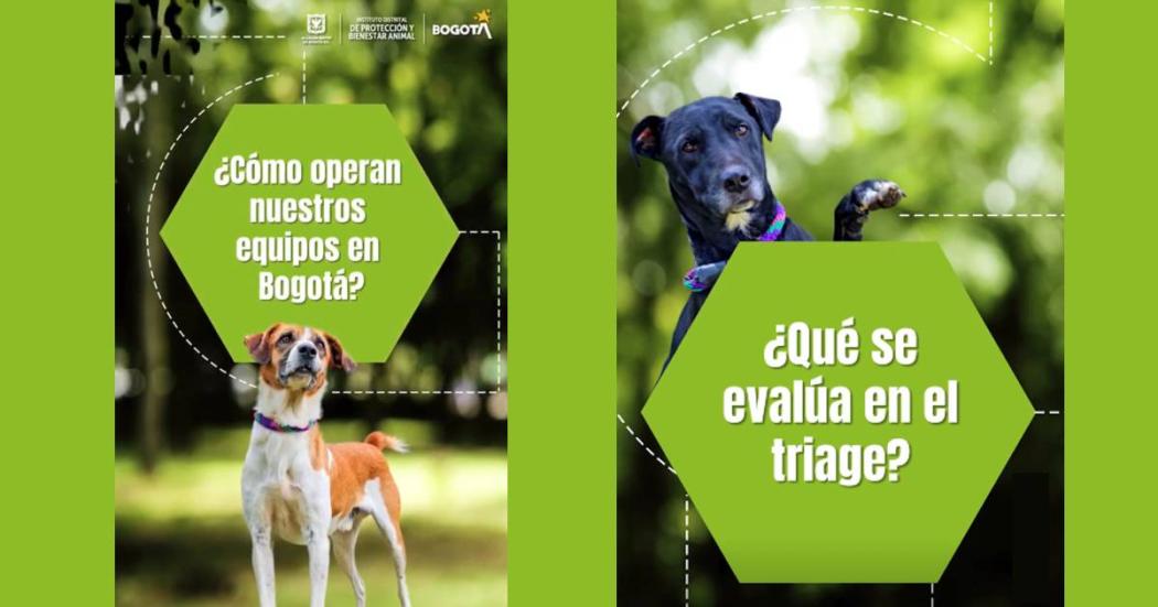 El IDPYBA explica qué es un triage o clasificación medico veterinaria 