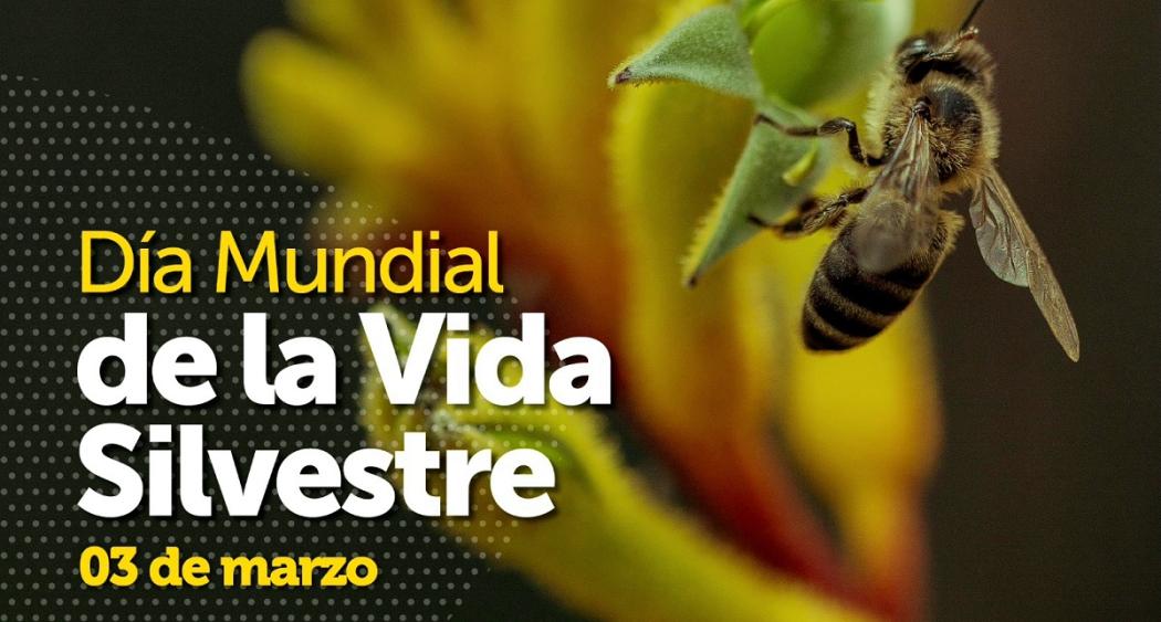 Día Mundial de la Vida Silvestre