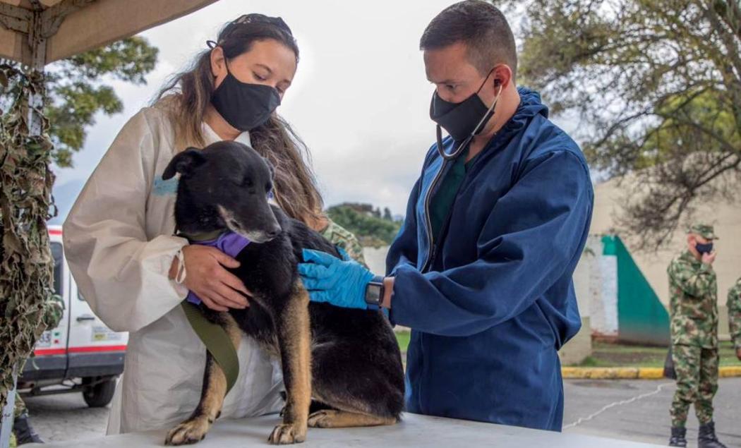 Cuidado salud animal en temporada de lluvias y Semana Santa 2023 