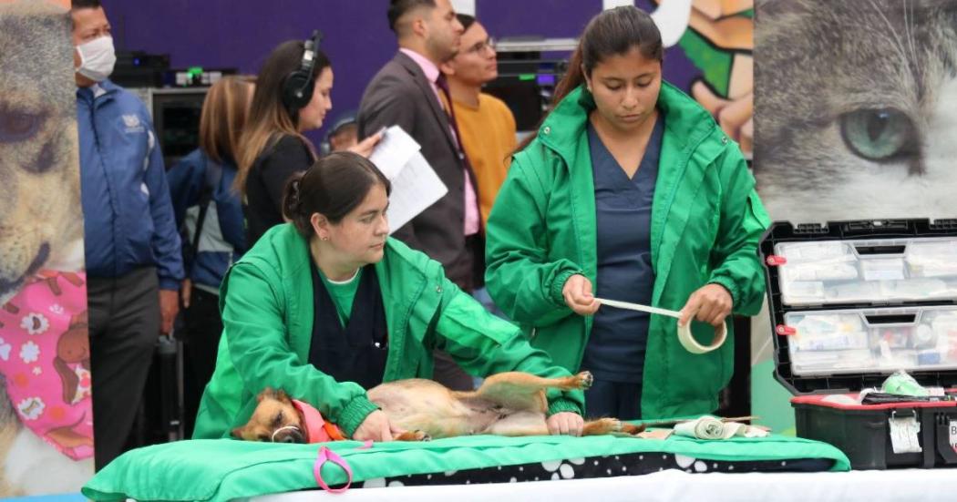 Curso gratis de primeros auxilios para animales en caso de emergencia 