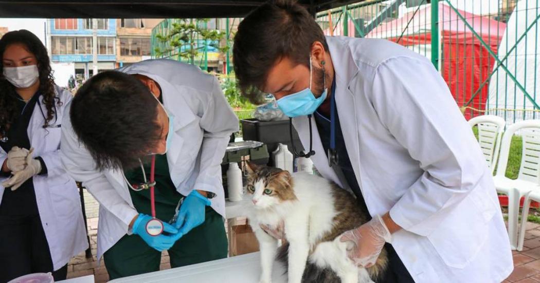 Programación de esterilización de animales en Bogotá, marzo de 2023