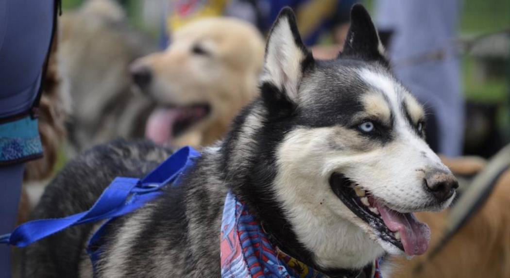 Programación de esterilización de animales en Bogotá mes abril de 2023