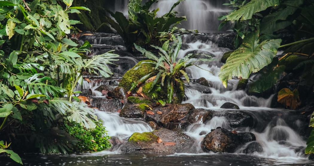 Jardín Botánico