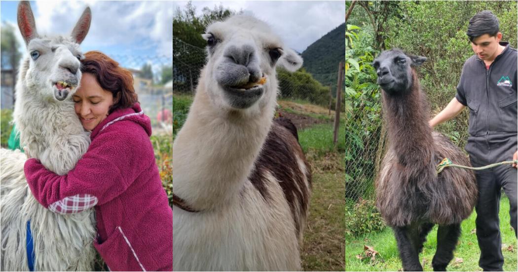 Historia de recuperación de 3 llamas rescatadas en la Plaza de Bolívar