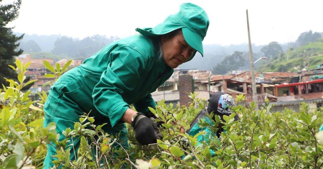 Cómo inscribirse a la tercera fase de Mujeres que Reverdecen en Bogotá