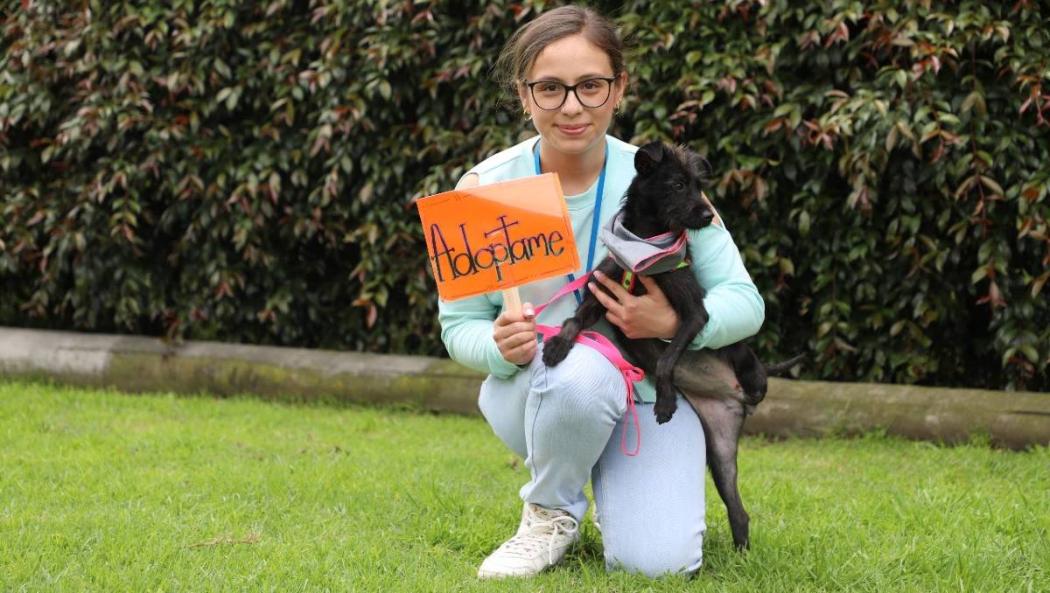 Dónde adoptar perros o gatos en Bogotá. Jornadas en abril de 2023 