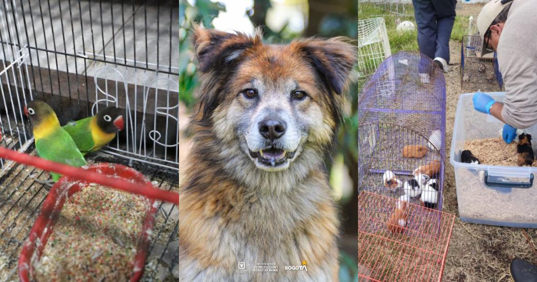 Animales de granja y no convencionales buscan hogar de paso en Bogotá