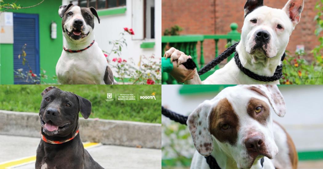 Jornada de adopción de perros de raza especial el 22 y 23 de abril 