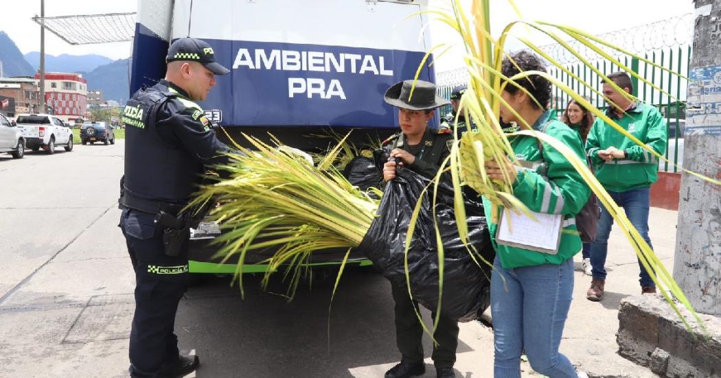 Incautación palma de cera