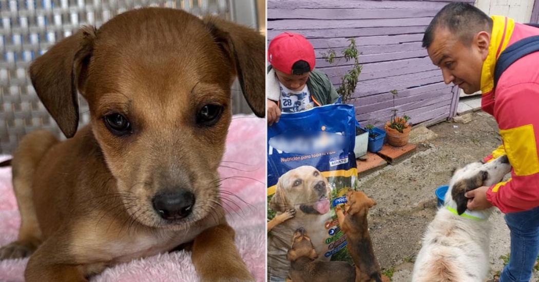 Alcaldía de Santa Fe rescató 4 perritas abandonadas ¡Les buscan hogar!