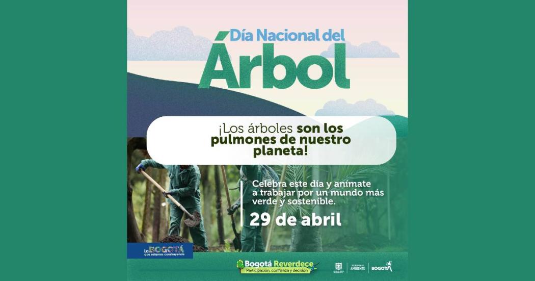 Día Nacional del árbol:especies más representativas de Bogotá 29 abril