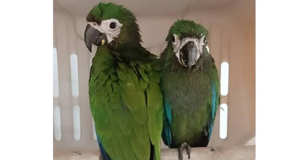 Rescate de dos guacamayas en Bogotá. Secretaría de Ambiente de Bogotá 